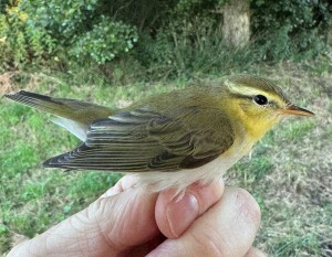 Kom och lär dig mer om småfåglar på ringmärkningens dag